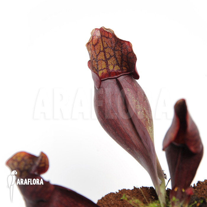 Sarracenia purpurea var. purpurea