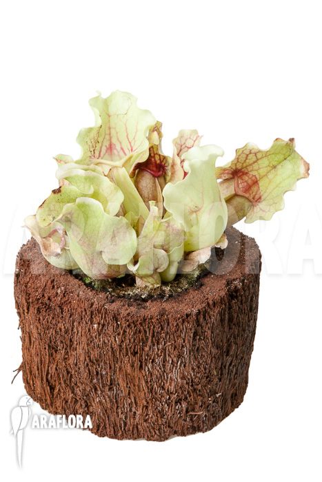 Sarracenia purpurea var venosa &lsquo;White Ghost&rsquo;