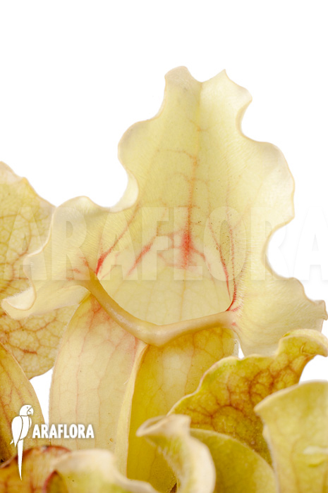 Sarracenia purpurea var venosa &lsquo;White Ghost&rsquo;