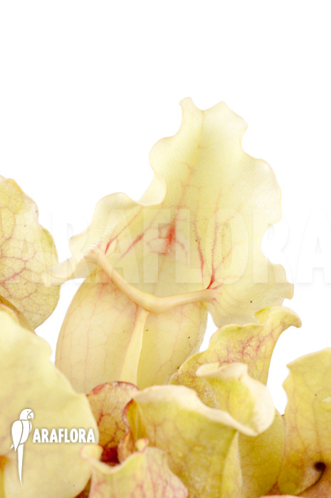 Sarracenia purpurea var venosa &lsquo;White Ghost&rsquo;