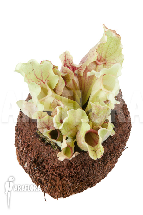 Sarracenia purpurea var venosa &lsquo;White Ghost&rsquo;