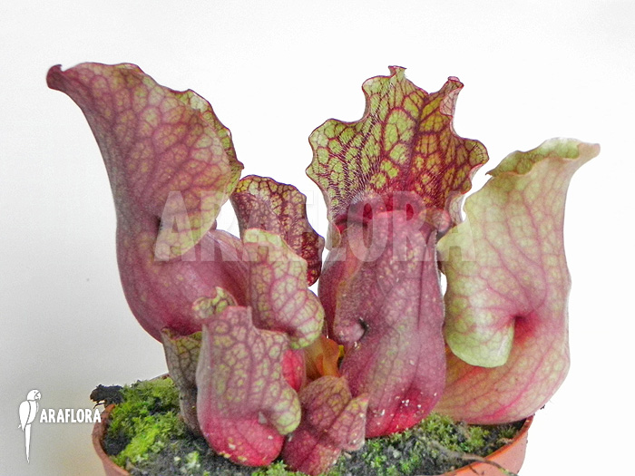 Sarracenia purpurea var. venosa &lsquo;Clementina&rsquo;