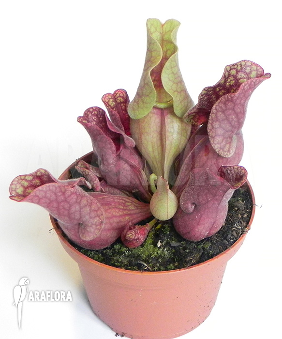 Sarracenia purpurea var. venosa &lsquo;HS&rsquo;