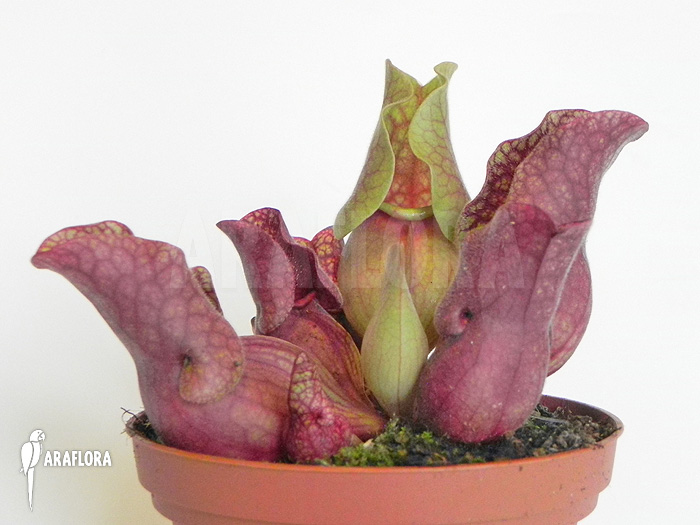 Sarracenia purpurea var. venosa &lsquo;HS&rsquo;