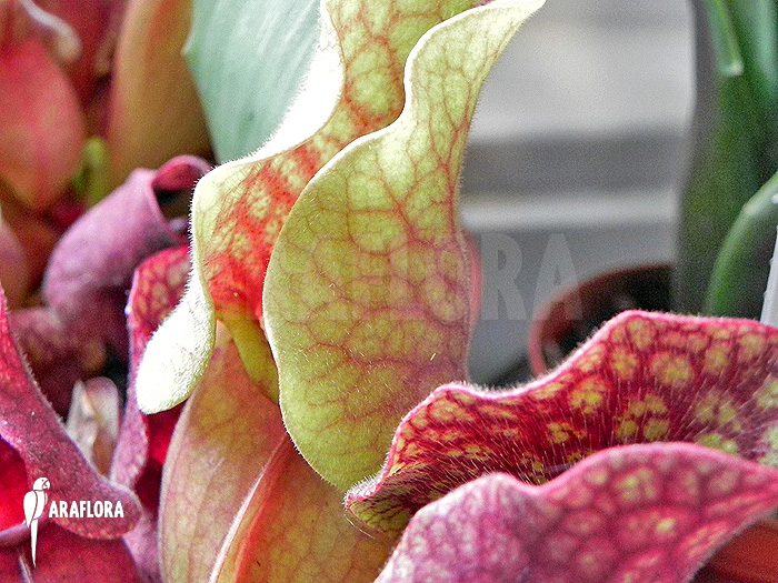 Sarracenia purpurea var. venosa &lsquo;HS&rsquo;