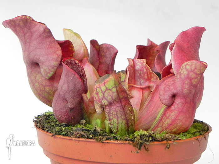 Sarracenia purpurea var. venosa &lsquo;Red&rsquo;
