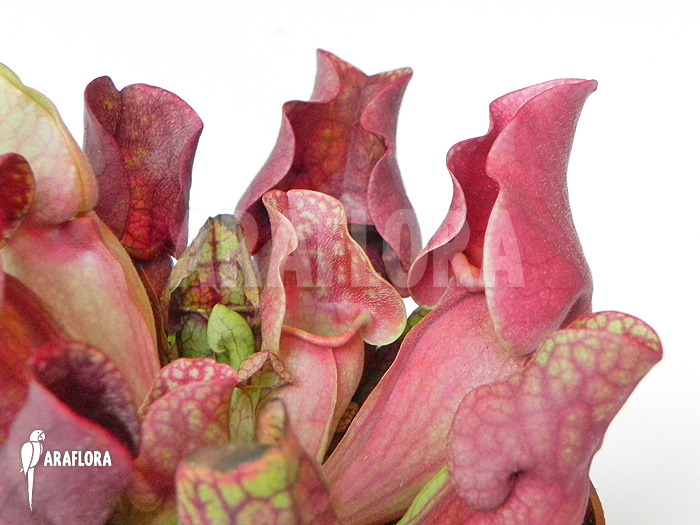 Sarracenia purpurea var. venosa &lsquo;Red&rsquo;