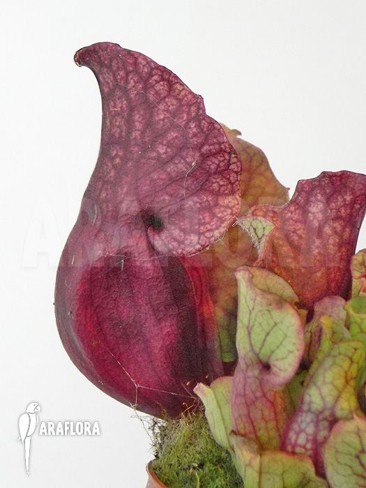 Sarracenia purpurea var. venosa &lsquo;Sylwia&rsquo;