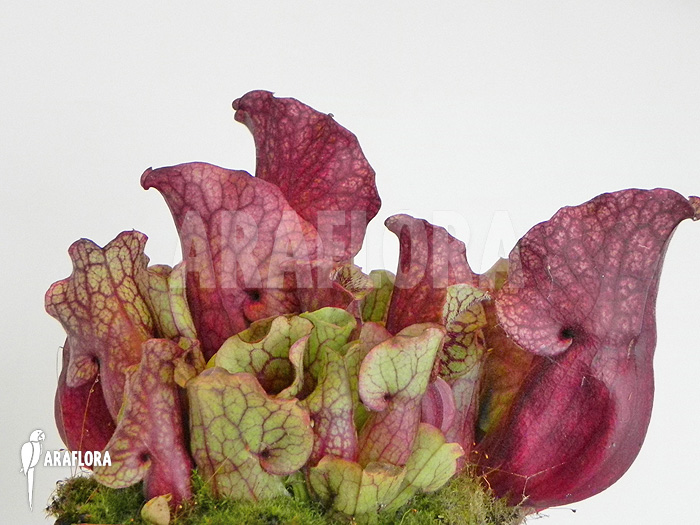 Sarracenia purpurea var. venosa &lsquo;Sylwia&rsquo;