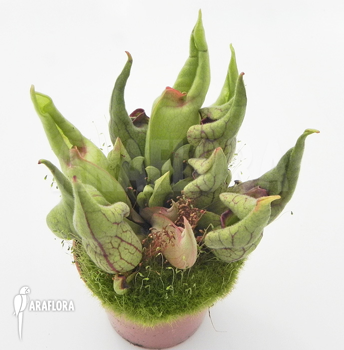 Sarracenia purpurea &lsquo;Smurf&rsquo;