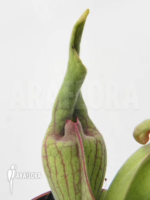 Sarracenia purpurea &lsquo;Smurf&rsquo;