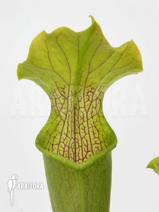 Sarracenia rubra &lsquo;Alabamensis&rsquo;