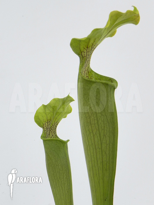Sarracenia rubra &lsquo;Alabamensis&rsquo;