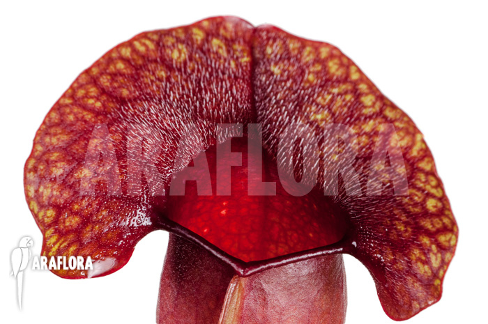Sarracenia x &lsquo;Barbapapa&rsquo;