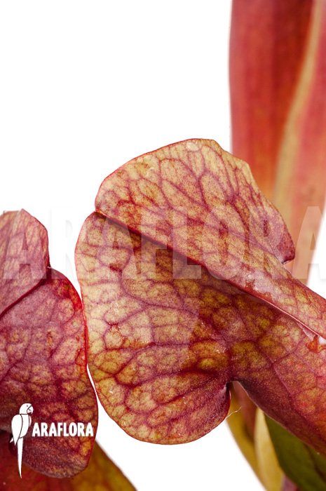 Sarracenia x &lsquo;Barbapapa&rsquo;
