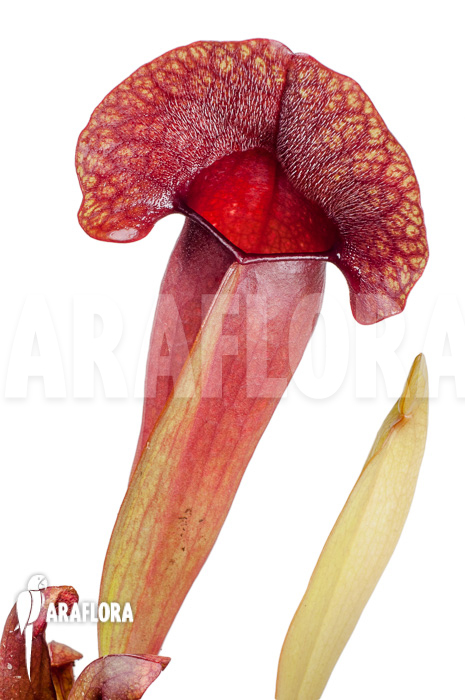 Sarracenia x &lsquo;Barbapapa&rsquo;