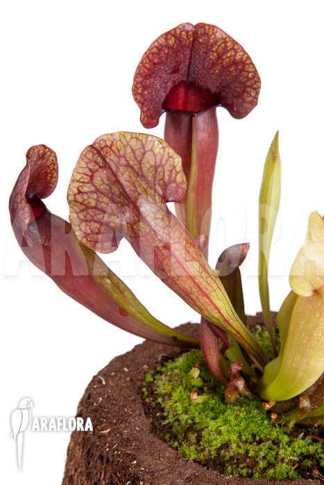 Sarracenia x &lsquo;Barbapapa&rsquo;