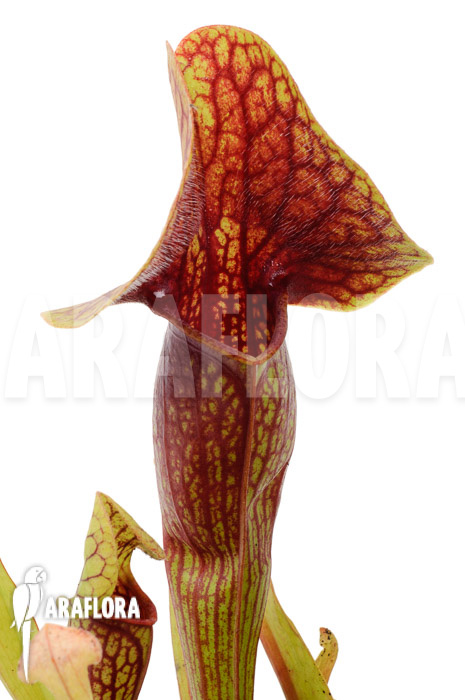 Sarracenia x Linda &lsquo;M&rsquo;