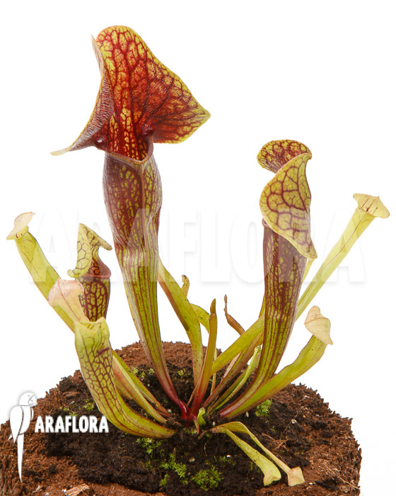 Sarracenia x Linda &lsquo;M&rsquo;