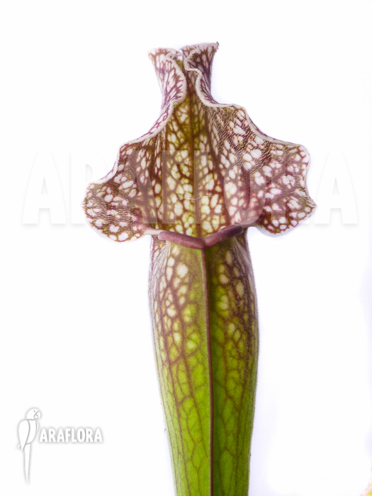 Sarracenia x &lsquo;Royal Wizard&rsquo;
