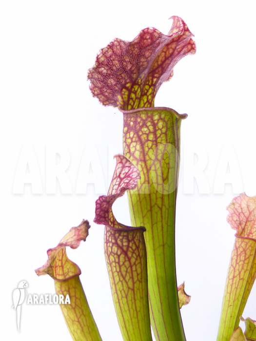 Sarracenia x &lsquo;Royal Wizard&rsquo;