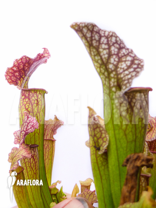 Sarracenia x &lsquo;Royal Wizard&rsquo;