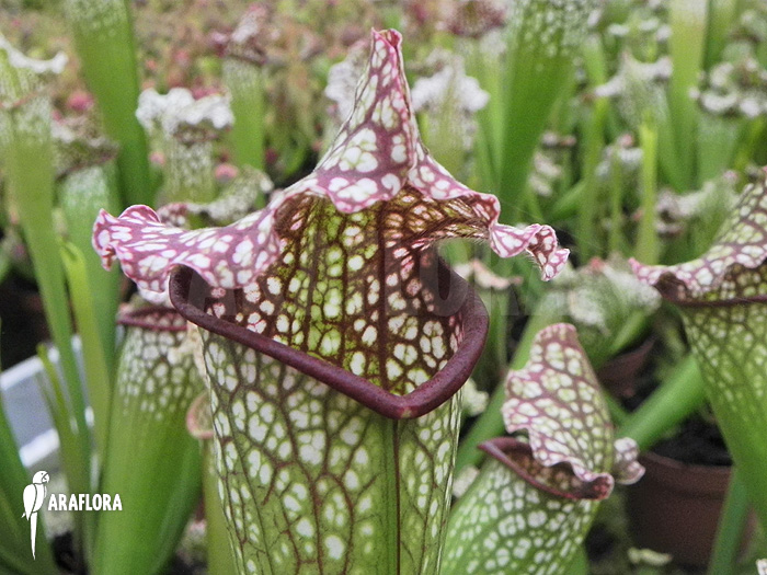 Sarracenia x leucophylla &lsquo;Big daddy&rsquo;