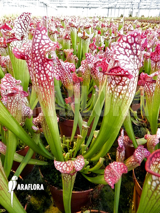 Sarracenia x leucophylla &lsquo;Royal Red&rsquo;