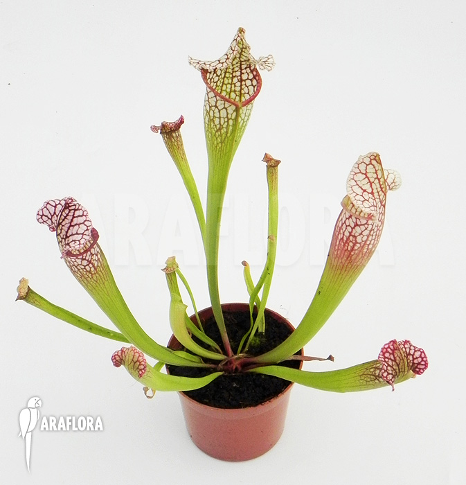 Sarracenia x leucophylla &lsquo;Royal WhiteRed&rsquo;