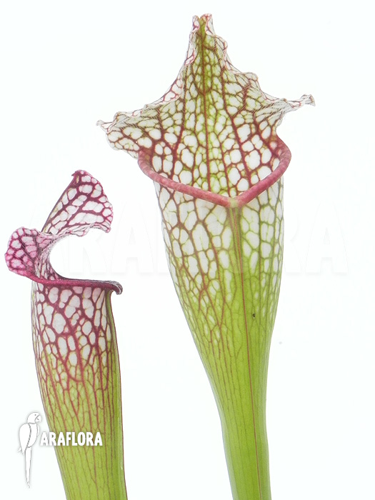 Sarracenia x leucophylla &lsquo;Royal WhiteRed&rsquo;