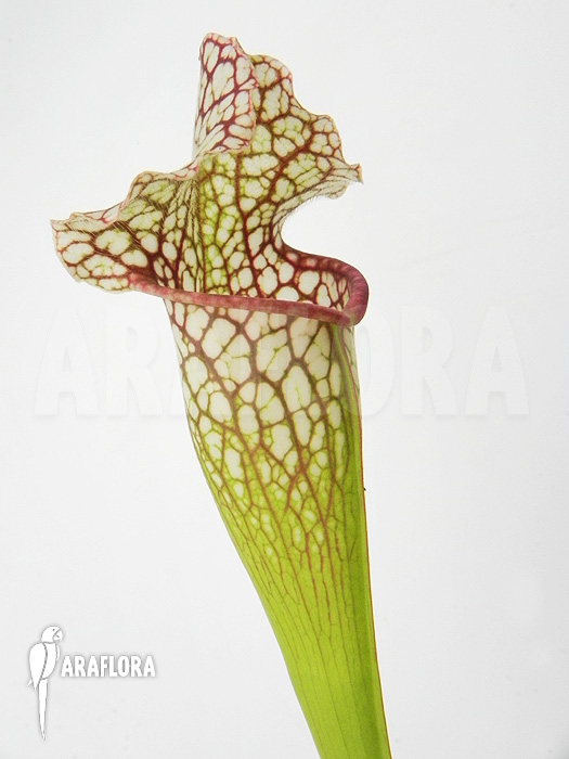 Field of Sarracenia x leucophylla &lsquo;Royal WhiteRed&rsquo;