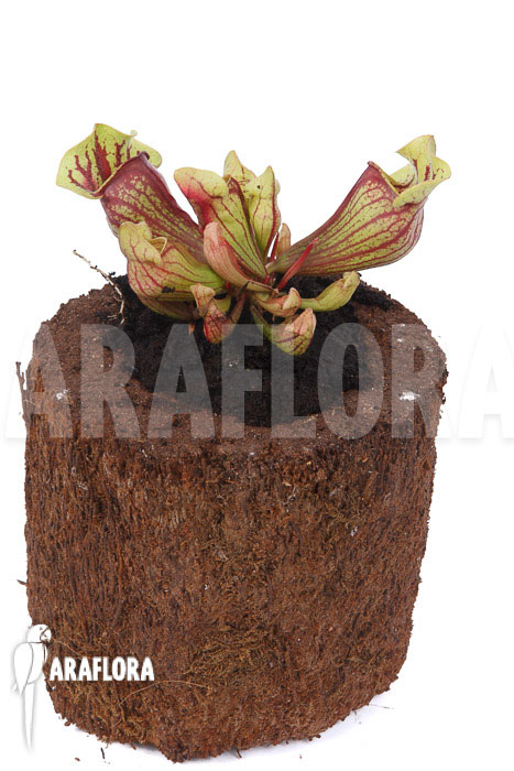Sarracenia x purpurea &lsquo;Leprechaun&rsquo;