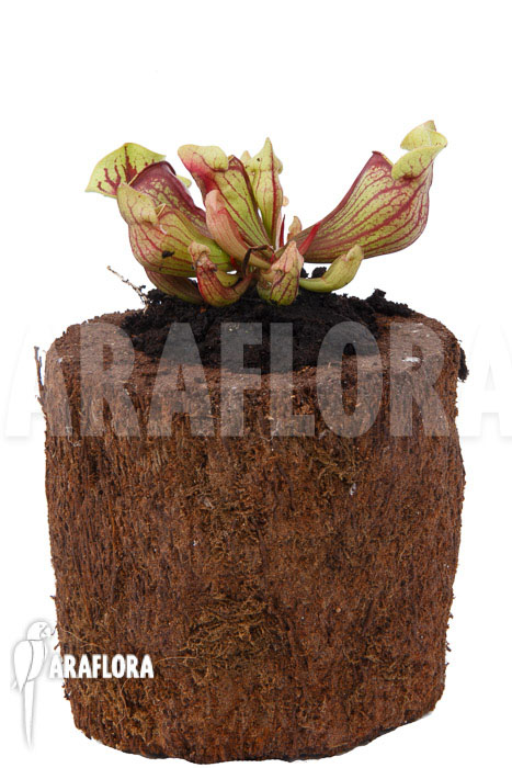 Sarracenia x purpurea &lsquo;Leprechaun&rsquo;