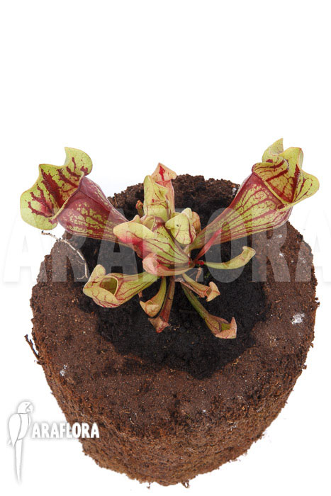 Sarracenia x purpurea &lsquo;Leprechaun&rsquo;