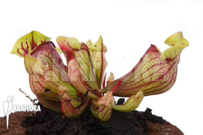 Sarracenia x purpurea &lsquo;Leprechaun&rsquo;