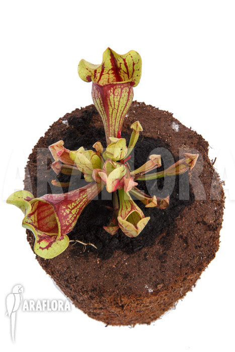 Sarracenia x purpurea &lsquo;Leprechaun&rsquo;