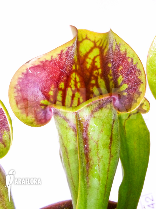 Sarracenia x Purpurea&rsquo; &lsquo;Bright eyes&rsquo;