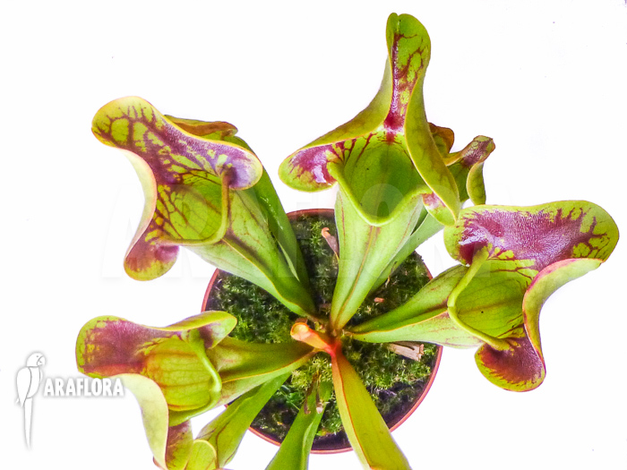 Sarracenia x Purpurea&rsquo; &lsquo;Bright eyes&rsquo; overview