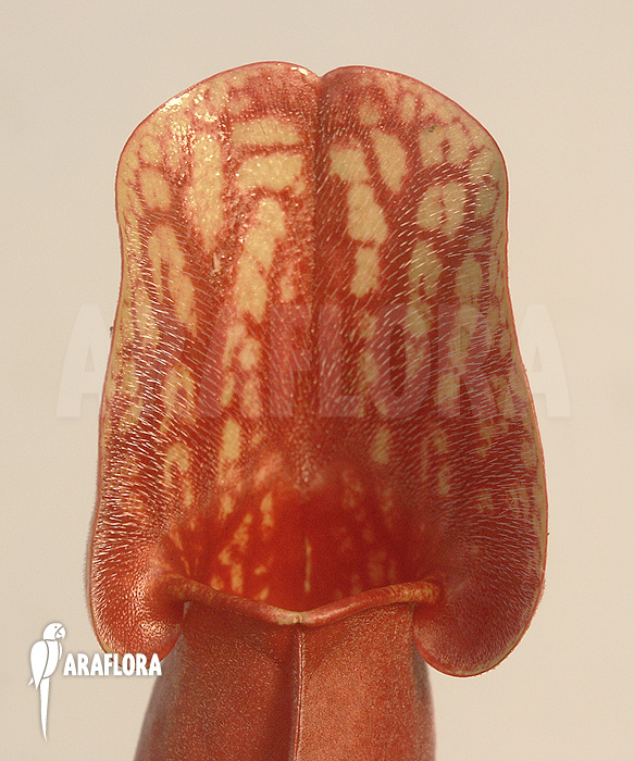 Sarracenia x purpurea hybrid C