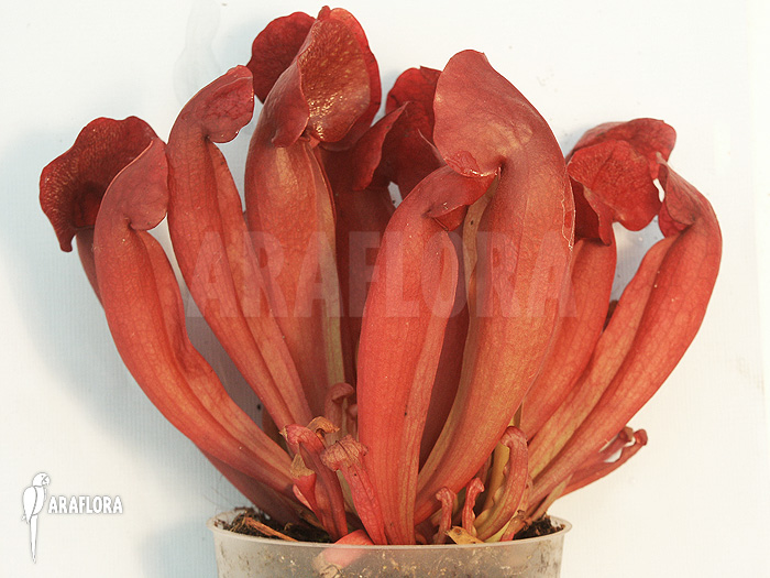 Sarracenia x purpurea &lsquo;Barbapapa&rsquo;