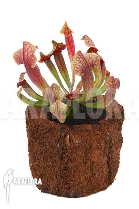 Sarracenia x Tess &lsquo;L&rsquo;