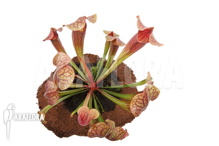 Sarracenia x Tess &lsquo;L&rsquo;