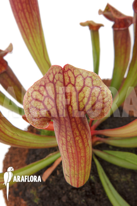 Sarracenia x Tess &lsquo;L&rsquo;