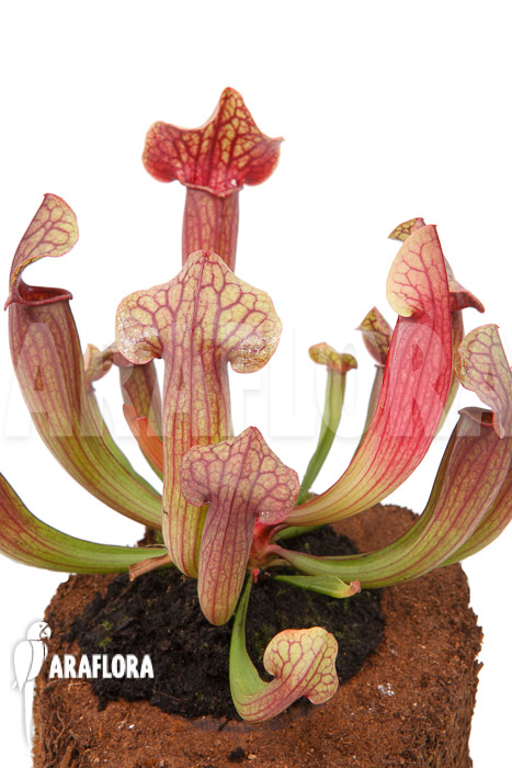 Sarracenia x Tess &lsquo;L&rsquo;
