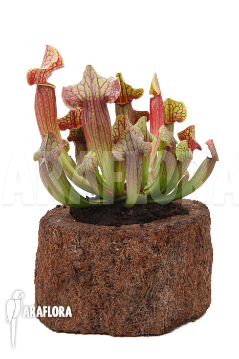 Sarracenia x Tess &lsquo;XL&rsquo;