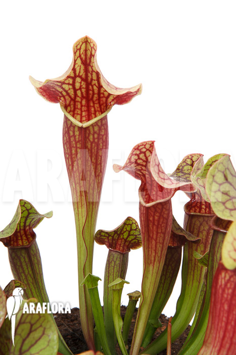 Sarracenia x Tess &lsquo;XL&rsquo;