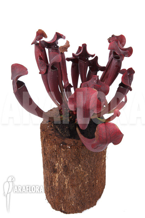 Sarracenia x Tess &lsquo;XXL&rsquo;