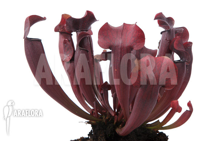 Sarracenia x Tess &lsquo;XXL&rsquo;