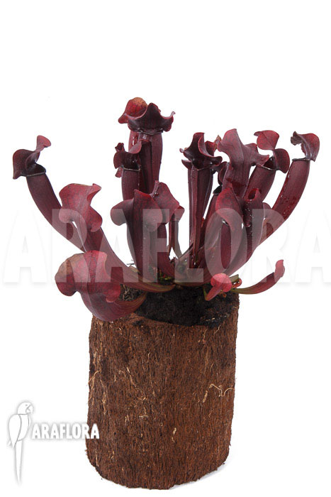 Sarracenia x Tess &lsquo;XXL&rsquo;