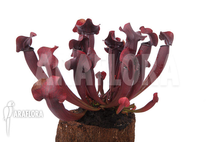 Sarracenia x Tess &lsquo;XXL&rsquo;